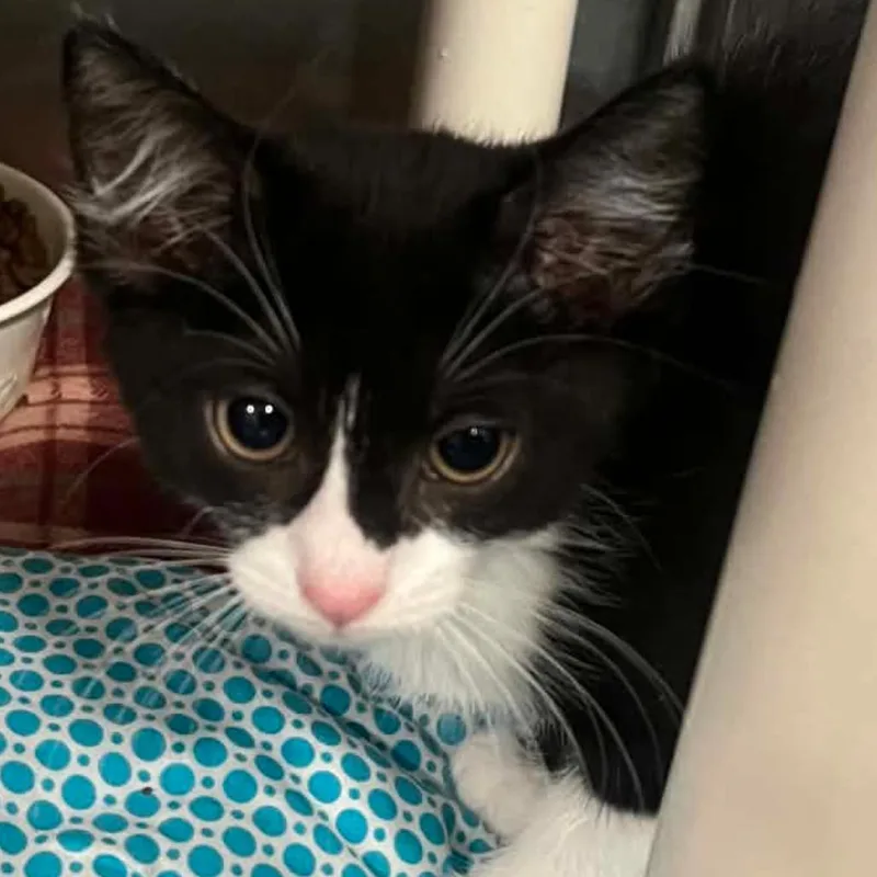A baby small-sized female Black Domestic Short Hair cat named Moonlight for adoption in Pasadena , MD