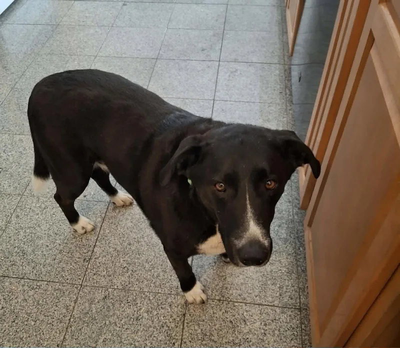 An adult large-sized male Labrador Retriever dog named Crosset for adoption in St. Louis, MO
