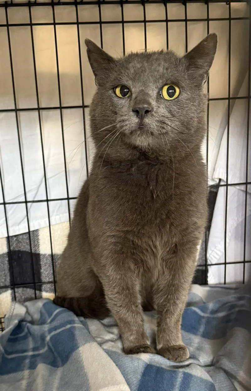 A young medium-sized male Gray / Blue / Silver Domestic Short Hair cat named Parker for adoption in CANONSBURG, PA