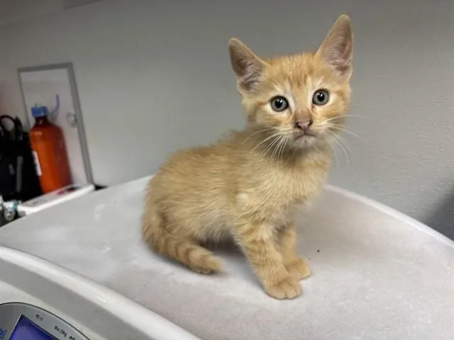 A baby small-sized female Domestic Short Hair cat named Clover for adoption in Antioch, CA
