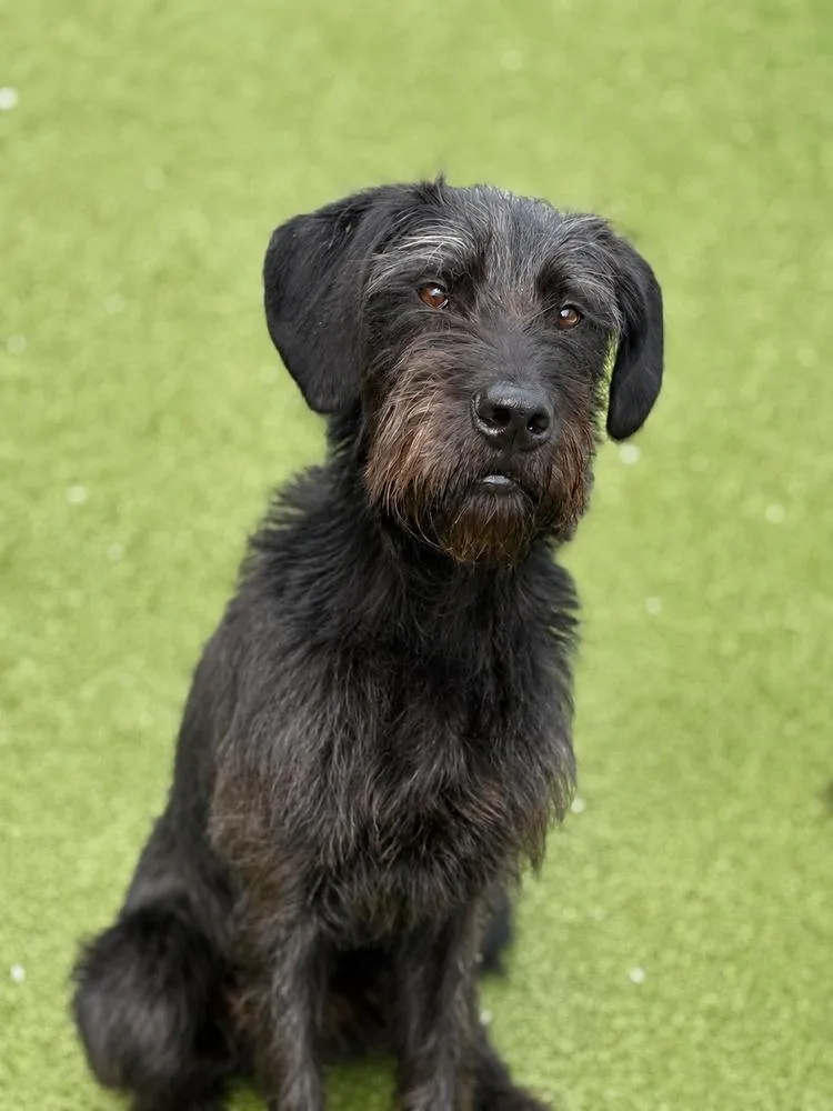 A young large-sized male Tricolor (Brown, Black, & White) Giant Schnauzer dog named Fergus for adoption in Oakland, MI