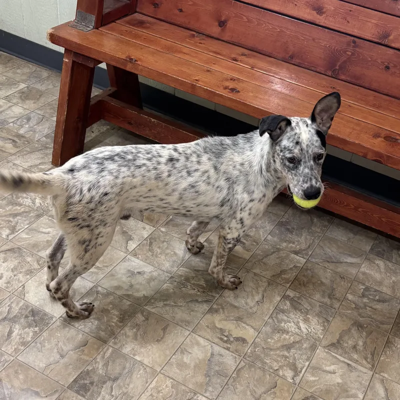A young medium-sized male White / Cream Australian Cattle Dog / Blue Heeler dog named Ryland for adoption in Pilot Point, TX