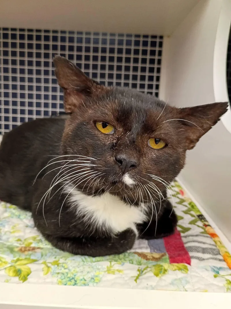 An adult large-sized male Domestic Short Hair cat named Sylvester for adoption in Morgantown, WV