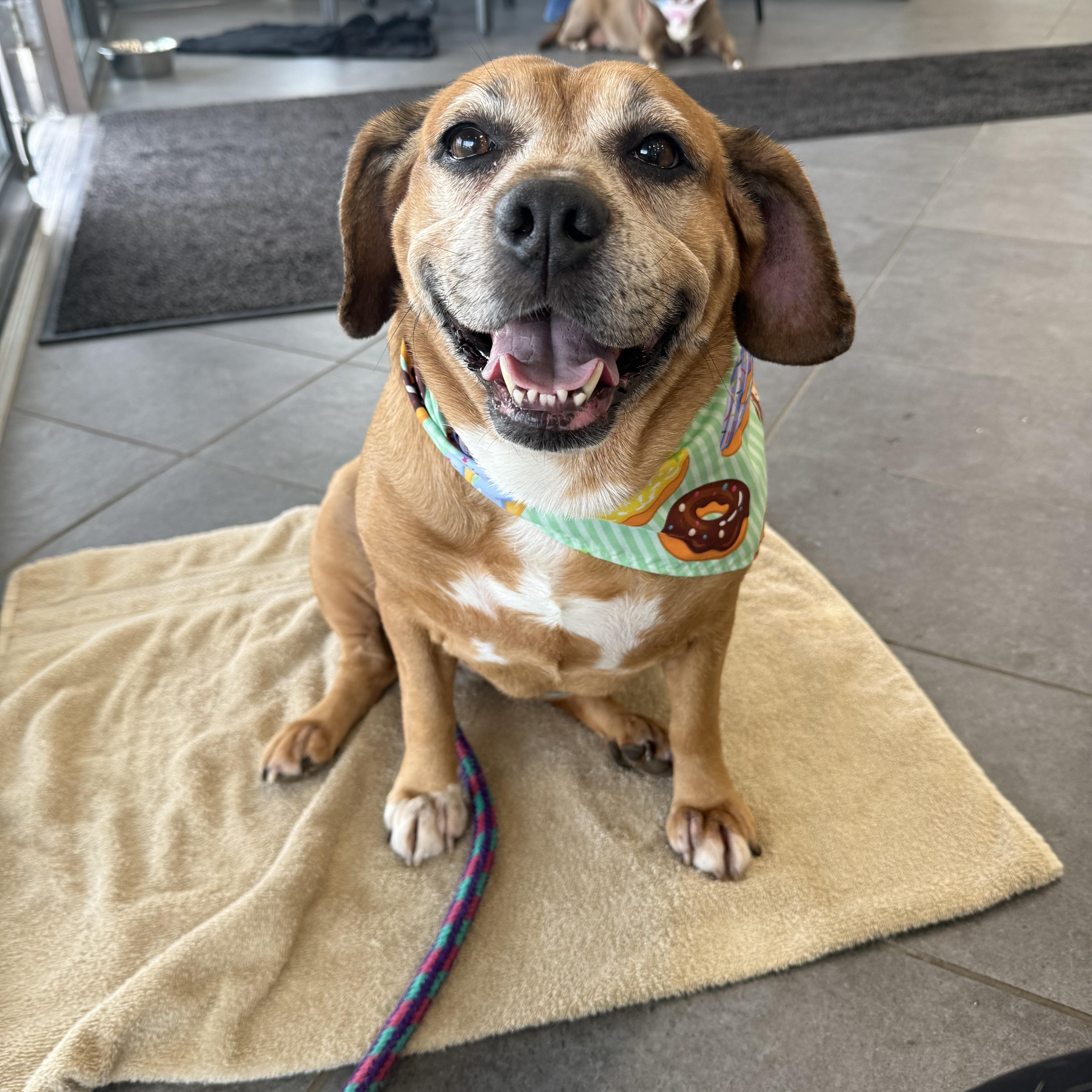 An adult medium-sized female Yellow / Tan / Blond / Fawn Puggle dog named Boo Boo for adoption in Youngstown, OH