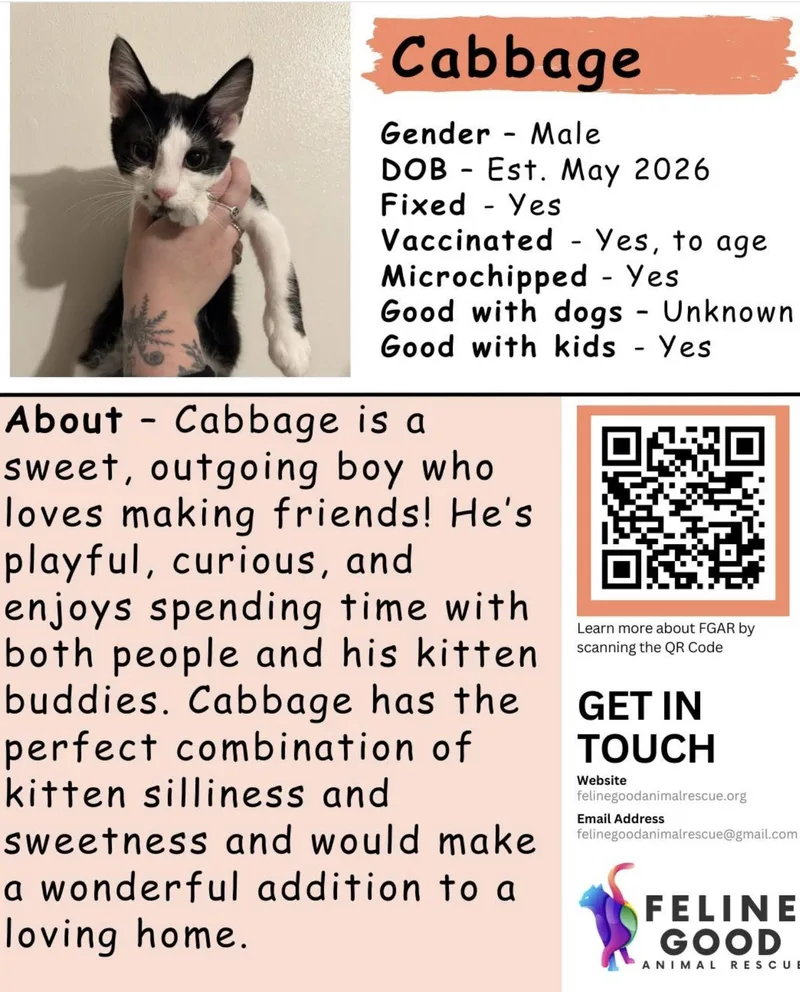 A baby medium-sized male Black Domestic Short Hair cat named Cabbage for adoption in Eugene, OR