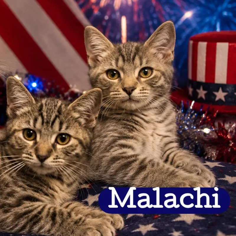 A baby medium-sized male Tabby (Brown / Chocolate) Domestic Short Hair cat named Malachi for adoption in DuBois, PA