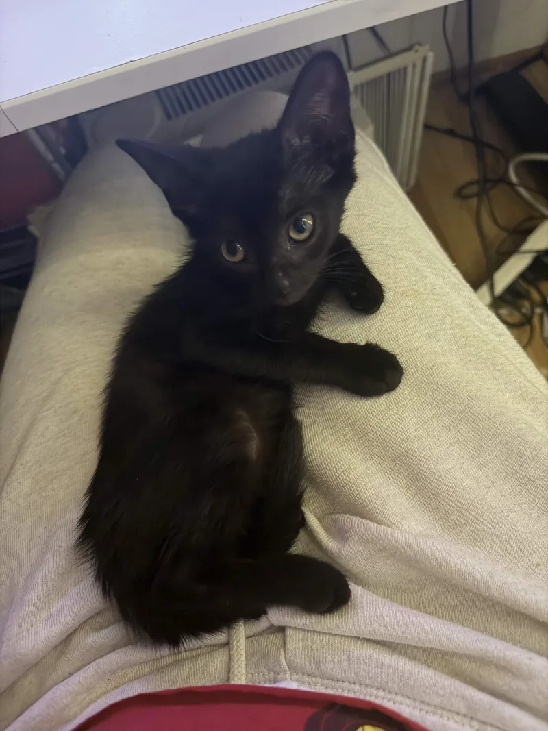 A baby medium-sized male Black Domestic Short Hair cat named Formica for adoption in Cleveland Heights, OH