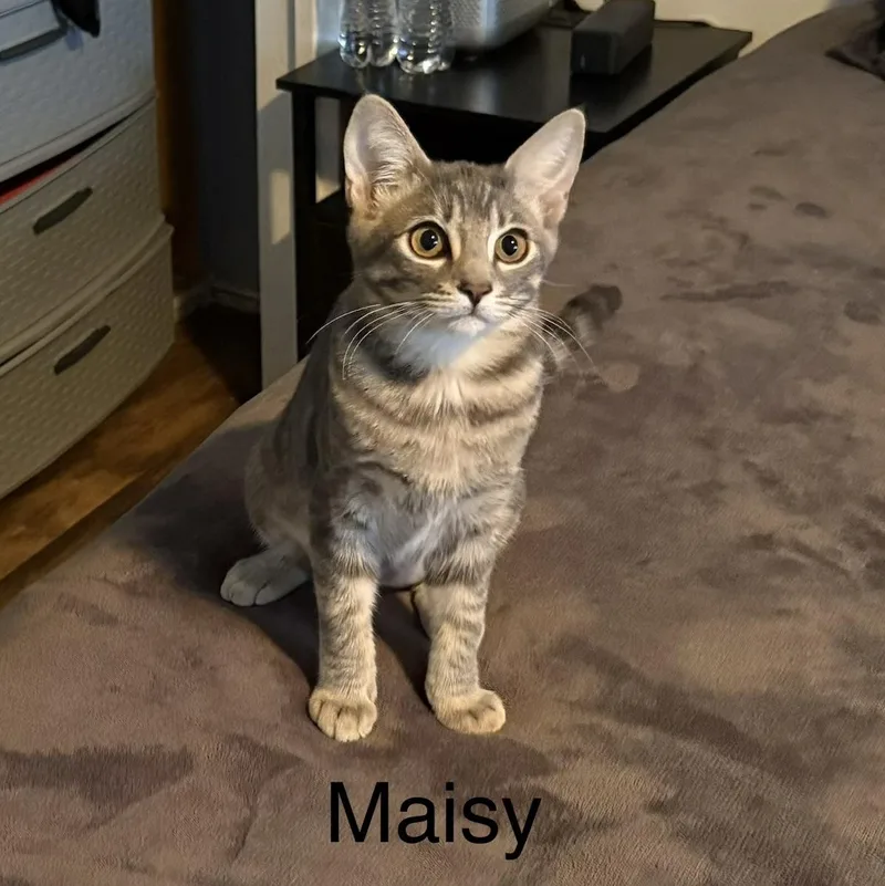 A baby small-sized female Domestic Short Hair cat named Maisy for adoption in Chandler, AZ