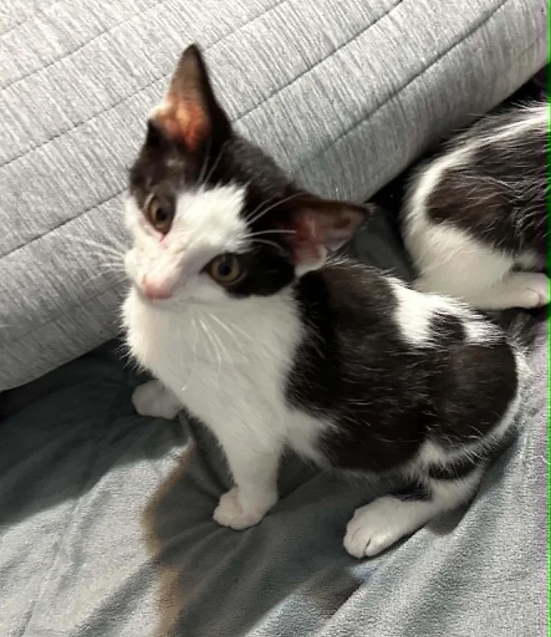 A baby medium-sized male Black & White / Tuxedo Domestic Short Hair cat named Cosmos for adoption in Battle Creek, MI