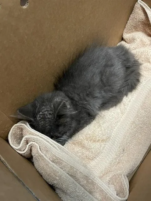 A baby small-sized female Domestic Short Hair cat named Sawyer for adoption in San Jose, CA