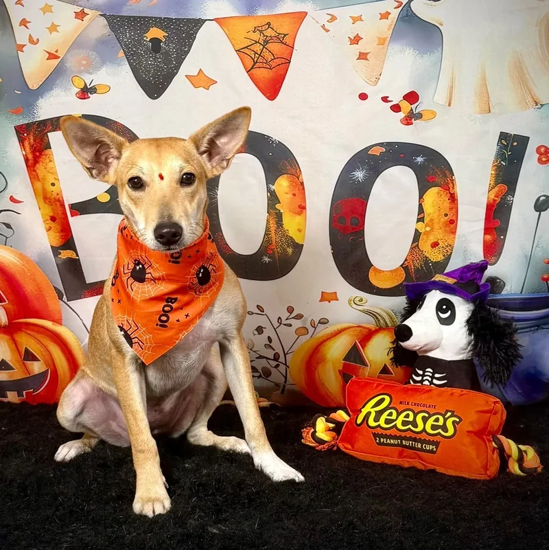 A young medium-sized female Portuguese Podengo dog named Cinnamon for adoption in New York, NY