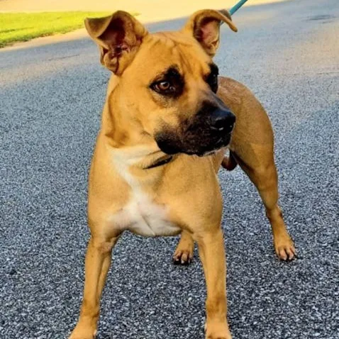 An adult medium-sized male Yellow / Tan / Blond / Fawn Mixed Breed dog named Hoover for adoption in Bay Minette, AL