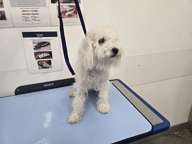 A young small-sized male Shih Tzu dog named Milkshake for adoption in Mesa, AZ