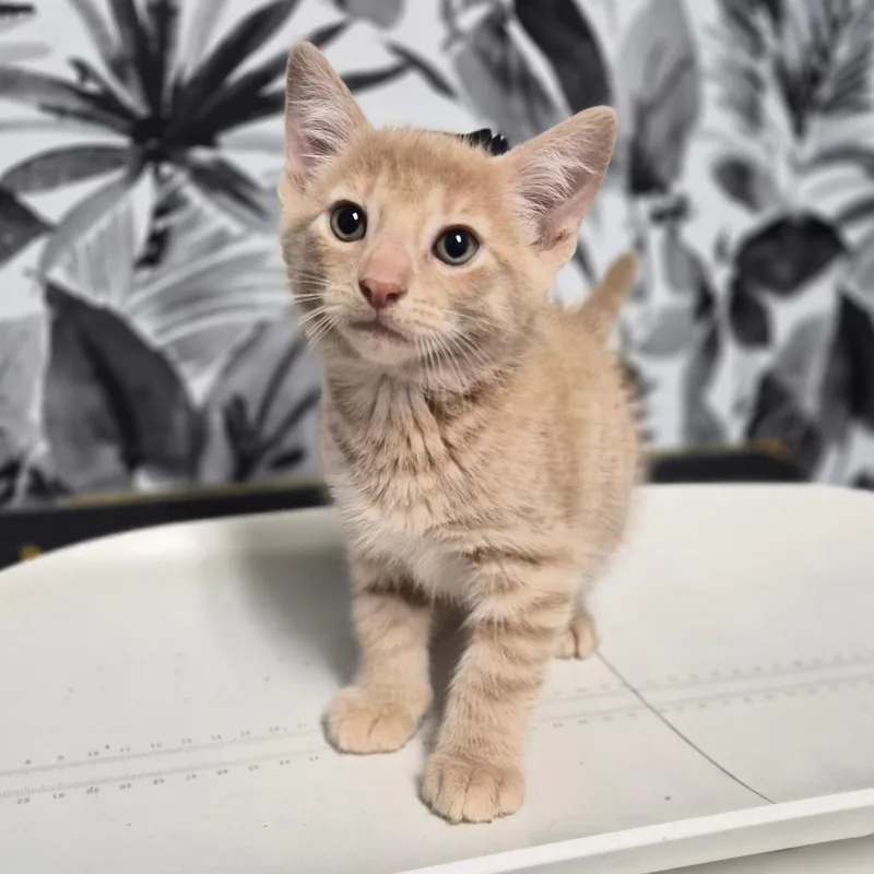 A baby small-sized male Buff / Tan / Fawn Domestic Medium Hair cat named Bratwurst for adoption in Wahiawa, HI