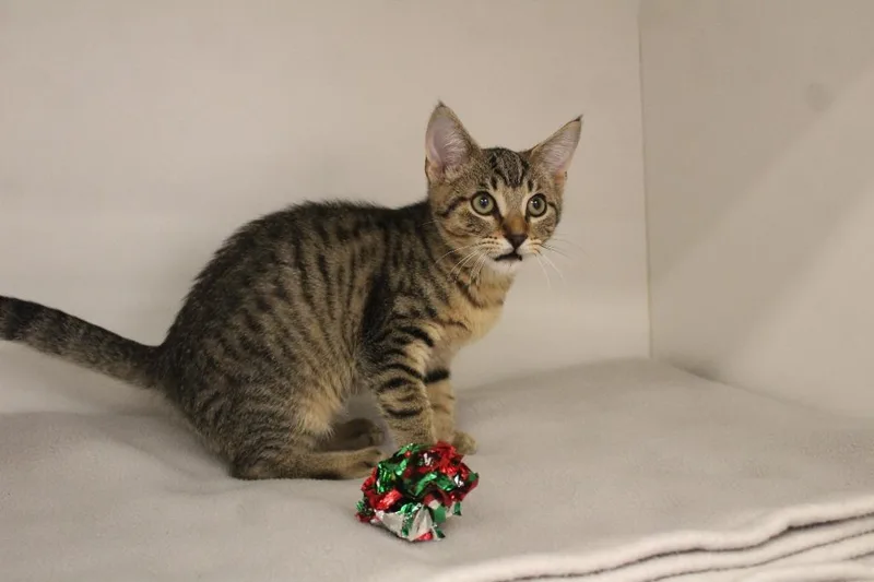 A baby large-sized male Domestic Short Hair cat named Fox Mulder for adoption in Chestertown, MD