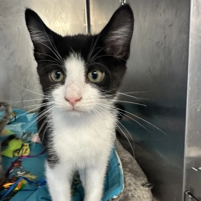 A baby small-sized male Black Domestic Medium Hair cat named River for adoption in Wappingers Falls, NY