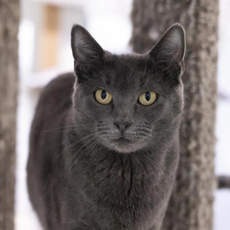 An adult medium-sized female Gray / Blue / Silver Domestic Short Hair cat named Bee for adoption in Richland Center, WI