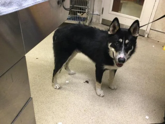 A young large-sized male Siberian Husky dog named Blink for adoption in Riverside, CA