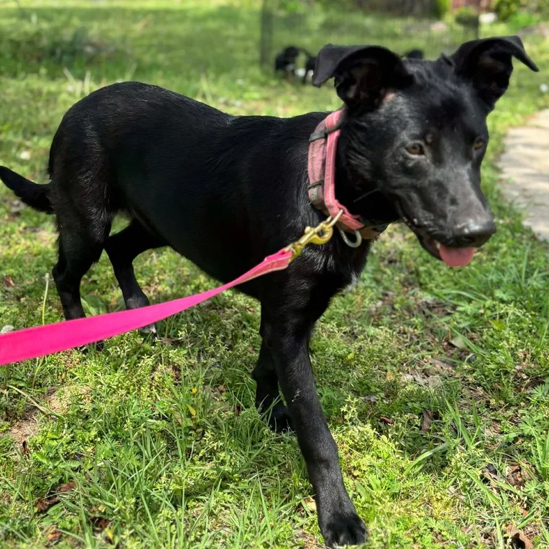 Chiquita