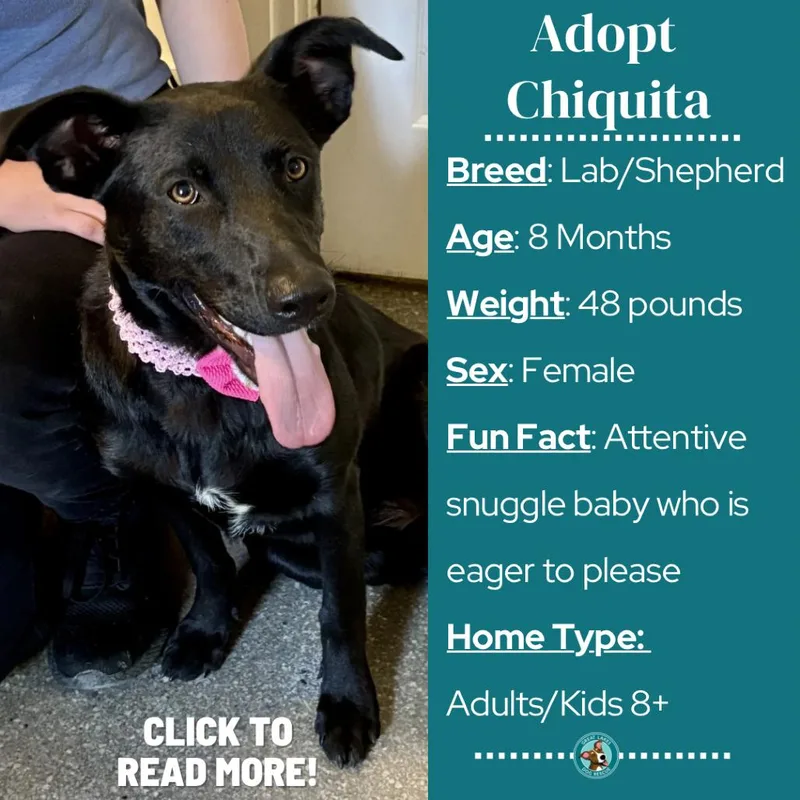 Chiquita thumbnail 4