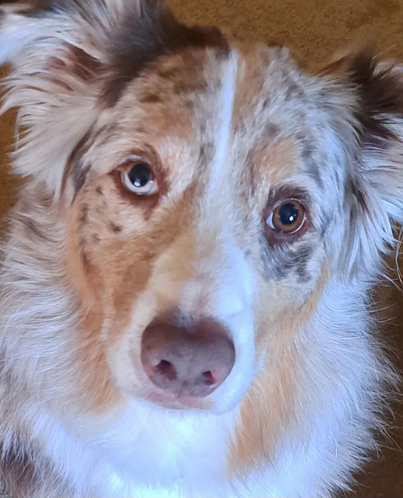 An adult medium-sized male Merle (Red) Australian Shepherd dog named Kobe for adoption in Elk River, MN