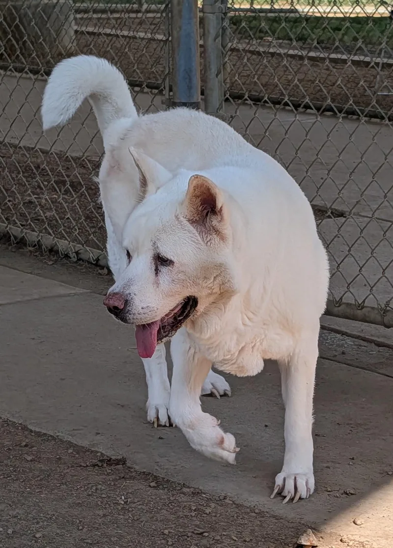 An adult large-sized female Akita dog named Akira A for adoption in Plano, TX