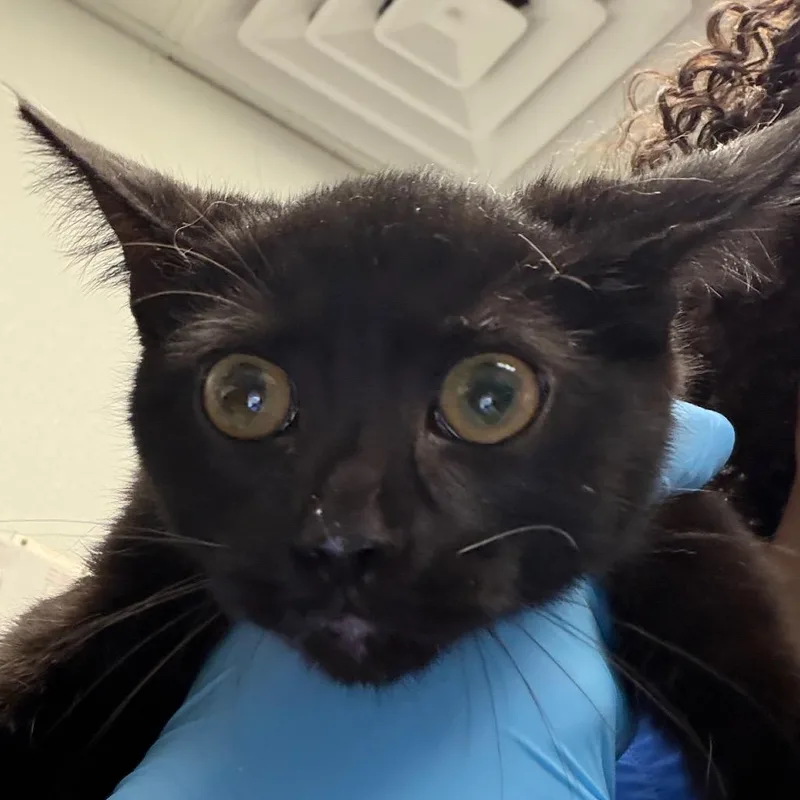 A baby small-sized female Black Domestic Short Hair cat named Sassy for adoption in Greenville, SC