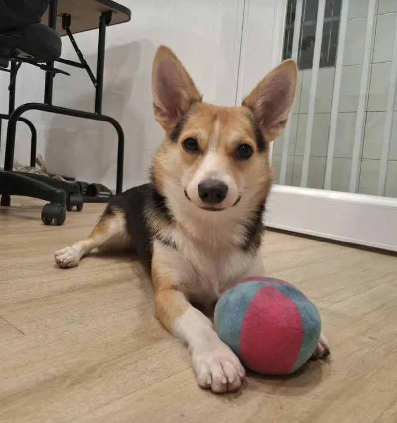 A baby medium-sized male Cardigan Welsh Corgi dog named Hugo  Videos In for adoption in Davis, CA