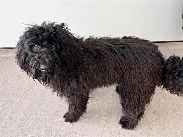 A young large-sized female Poodle dog named Roxie for adoption in Saint Louis, MO