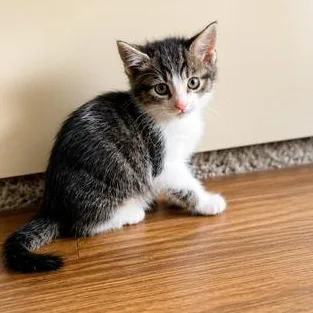 A baby small-sized female Tabby (Brown / Chocolate) Domestic Short Hair cat named Mila for adoption in Liverpool, TX