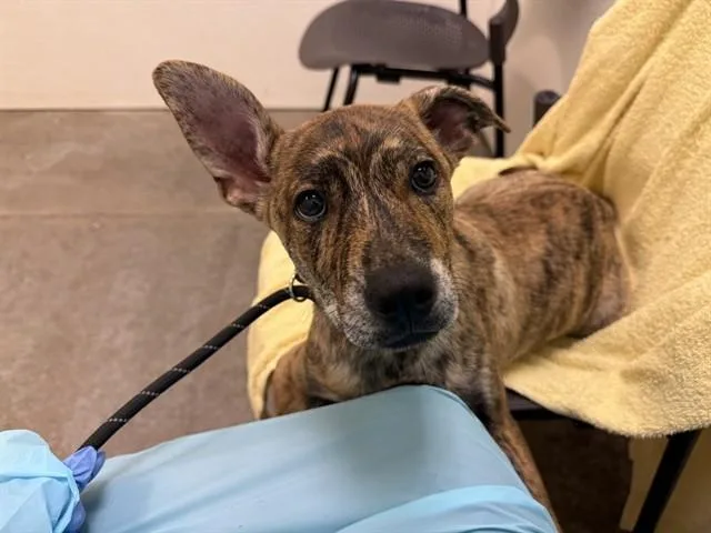 A baby large-sized male Hound dog named Pool for adoption in Phoenix, AZ
