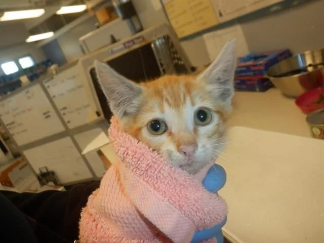 A baby small-sized male Domestic Short Hair cat named Di'Eviano for adoption in San Jose, CA