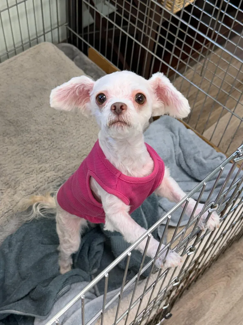An adult small-sized female Poodle (Toy) dog named Hillary for adoption in Lafayette, CA