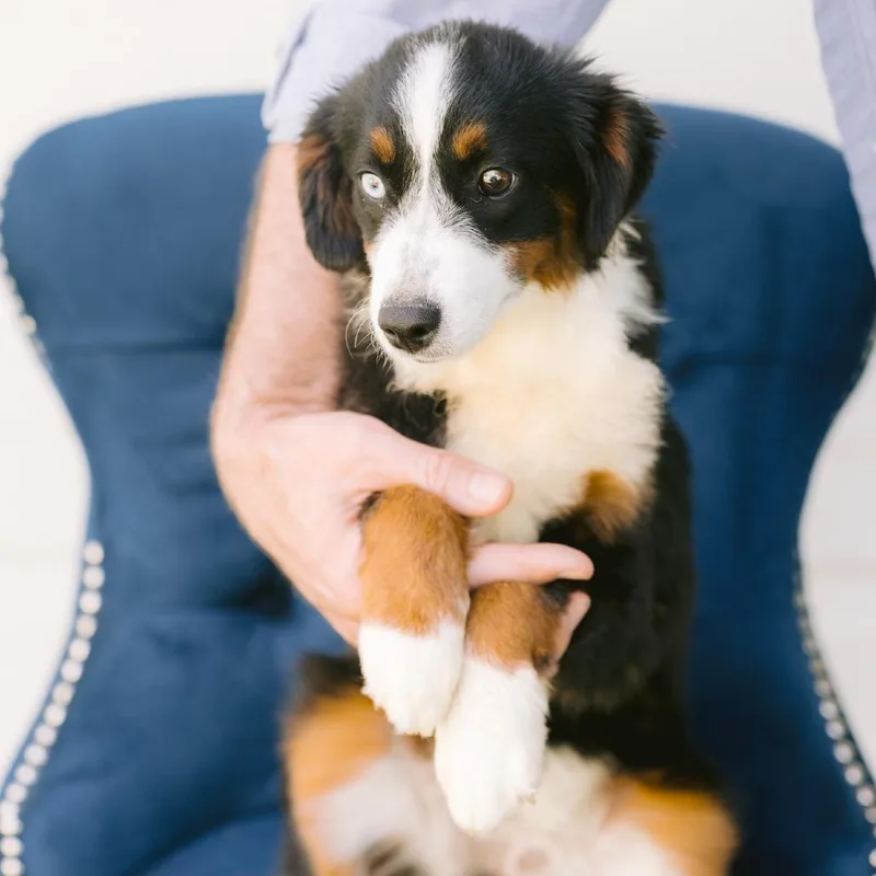 A young medium-sized female Australian Shepherd dog named Peanut for adoption in Zionsville, IN
