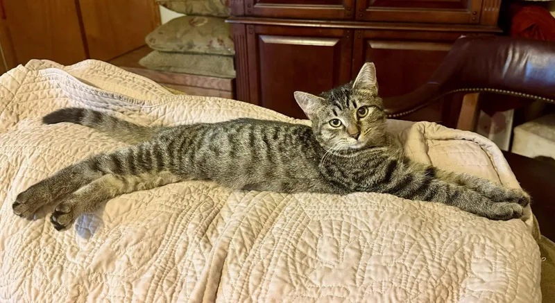 A baby medium-sized female Domestic Short Hair cat named Pearl for adoption in Radford, VA