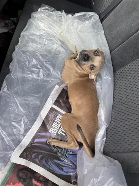 A baby small-sized female American Staffordshire Terrier dog named A for adoption in San Antonio, TX