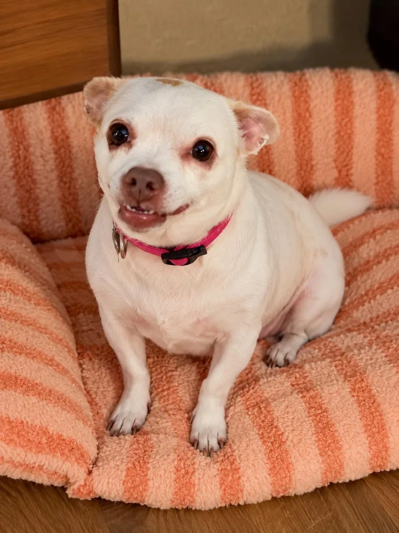 An adult small-sized female Chihuahua dog named Lulu for adoption in Douglas, GA