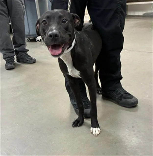 A young large-sized male Pit Bull Terrier dog named Trucker for adoption in Mesa, AZ