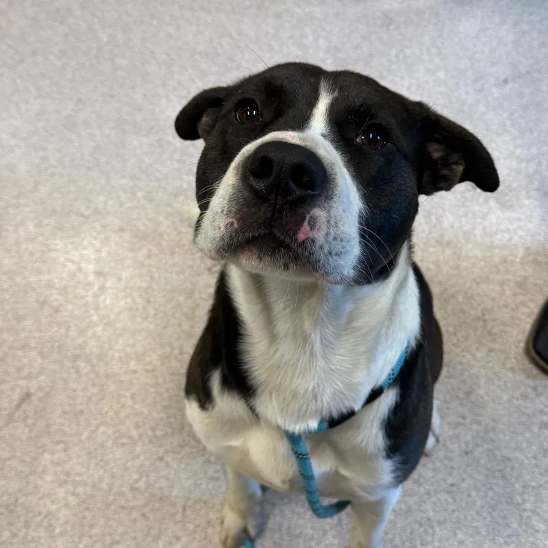 An adult large-sized male White / Cream Pit Bull Terrier dog named Sooner aka KNOX for adoption in Horn Lake, MS