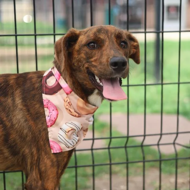 A young small-sized female German Shepherd Dog dog named Jan for adoption in San Antonio, TX