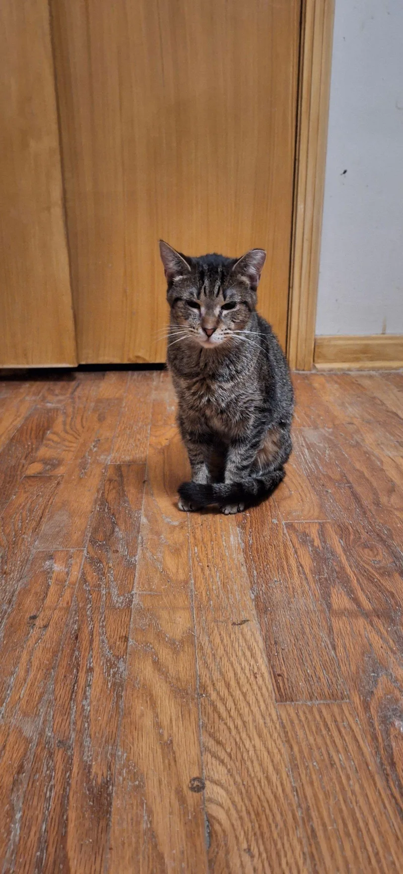 A baby medium-sized female Domestic Short Hair cat named Amber for adoption in Northfield, OH
