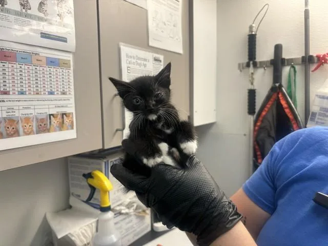 A baby small-sized male Domestic Medium Hair cat named Scoutmaster for adoption in Antioch, CA