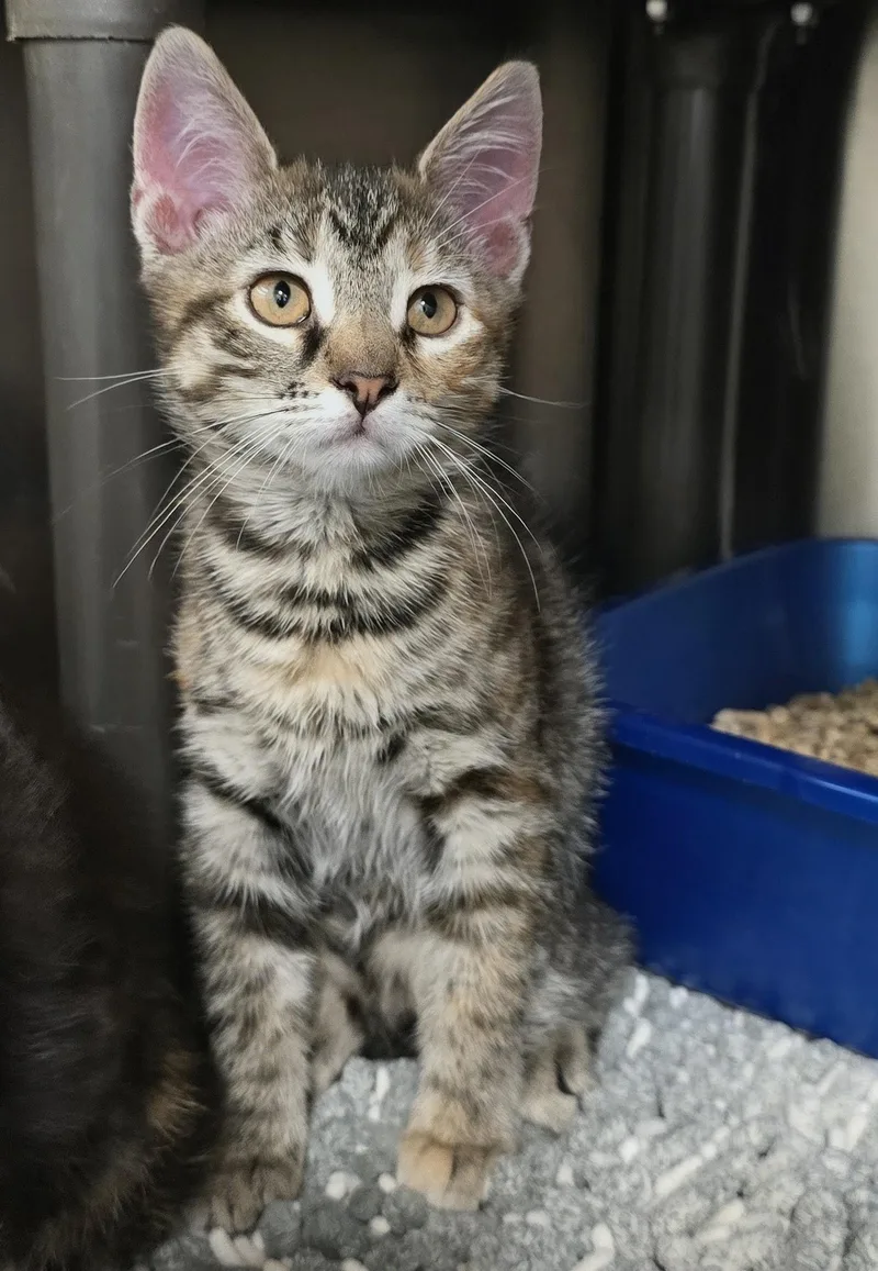 A baby medium-sized female Tabby (Brown / Chocolate) Domestic Short Hair cat named Dina for adoption in Amityville, NY