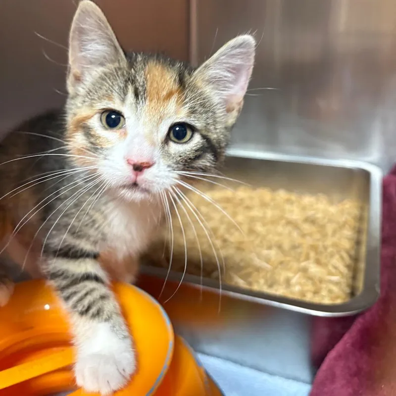 A baby small-sized female Calico Domestic Short Hair cat named Velvet for adoption in Pensacola, FL
