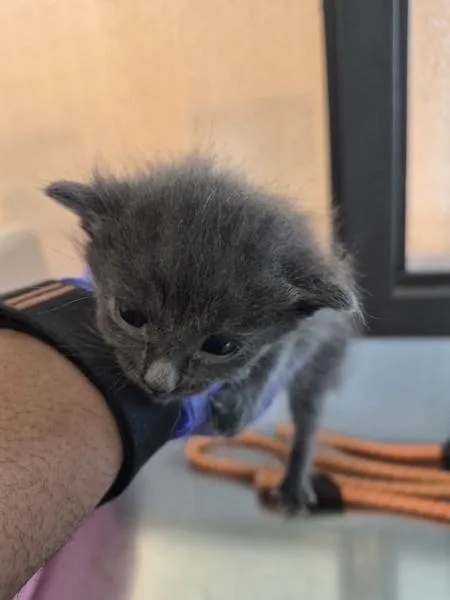 A baby small-sized male Domestic Short Hair cat named Kc for adoption in Lawrenceville, GA