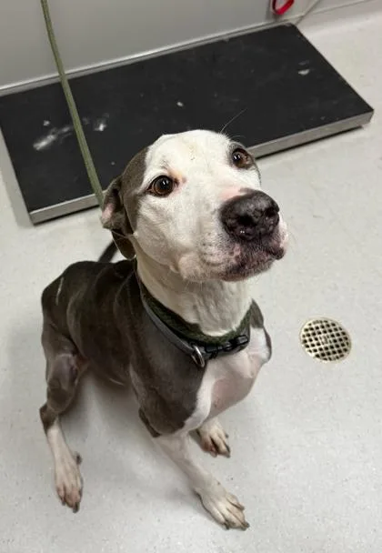A senior large-sized male Mixed Breed dog named Ori for adoption in Missoula, MT