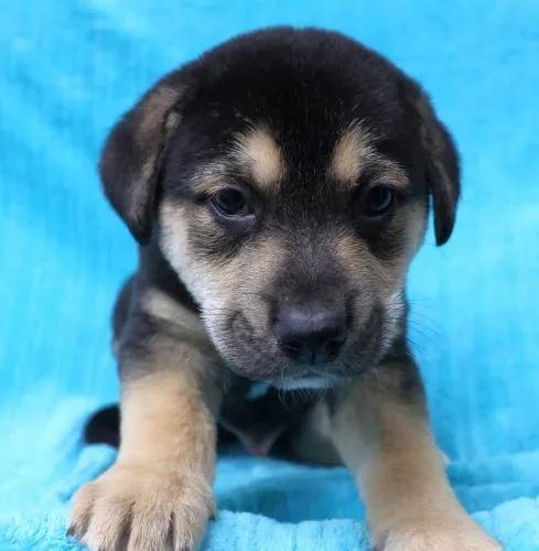 A baby large-sized male Shepherd dog named Freeto for adoption in Thief River Falls, MN