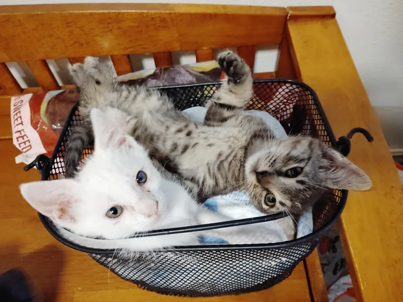 A baby medium-sized male Tabby (Gray / Blue / Silver) Tabby cat named Mickey for adoption in Gentry, AR