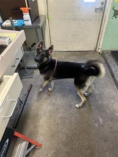 A young large-sized female German Shepherd Dog dog named Jazzy for adoption in Sacramento, CA
