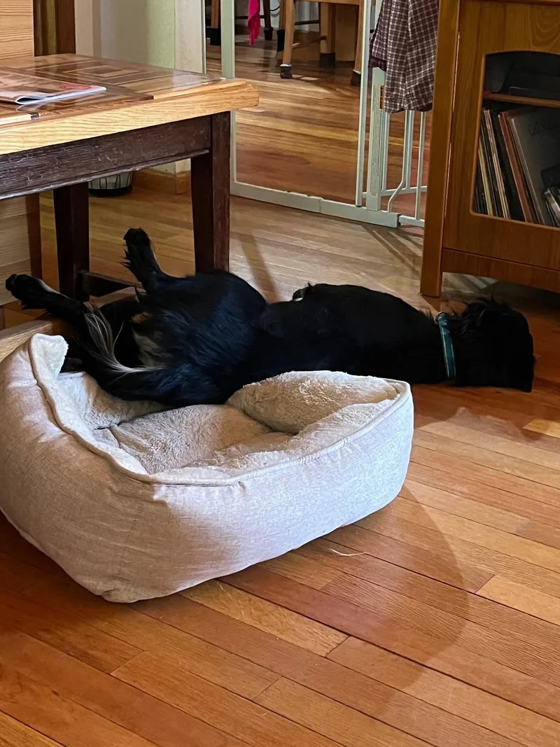 An adult medium-sized female Black Shepherd dog named Creek for adoption in Shingle Springs, CA